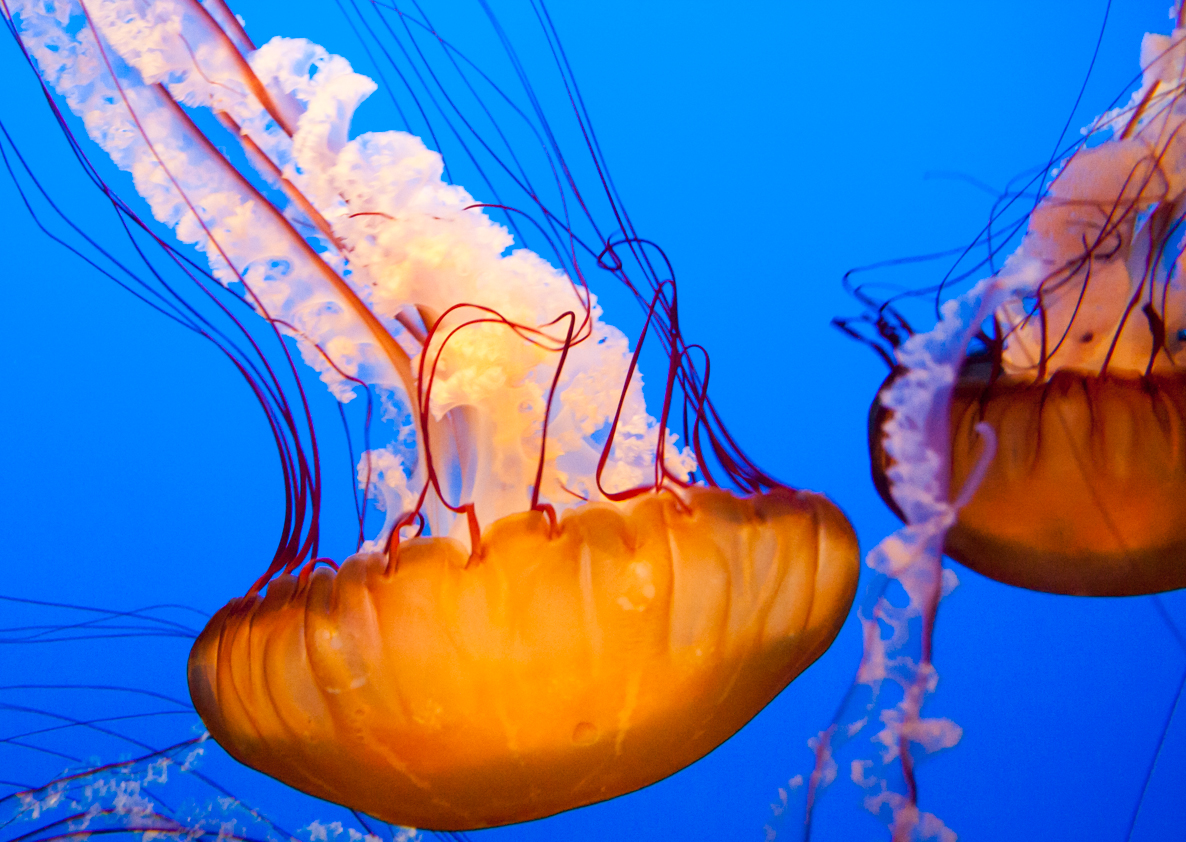 two yellow jellyfishs with white heads floating in the blue water