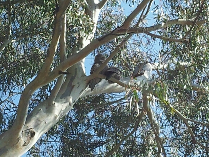 two very cute looking birds in a tree
