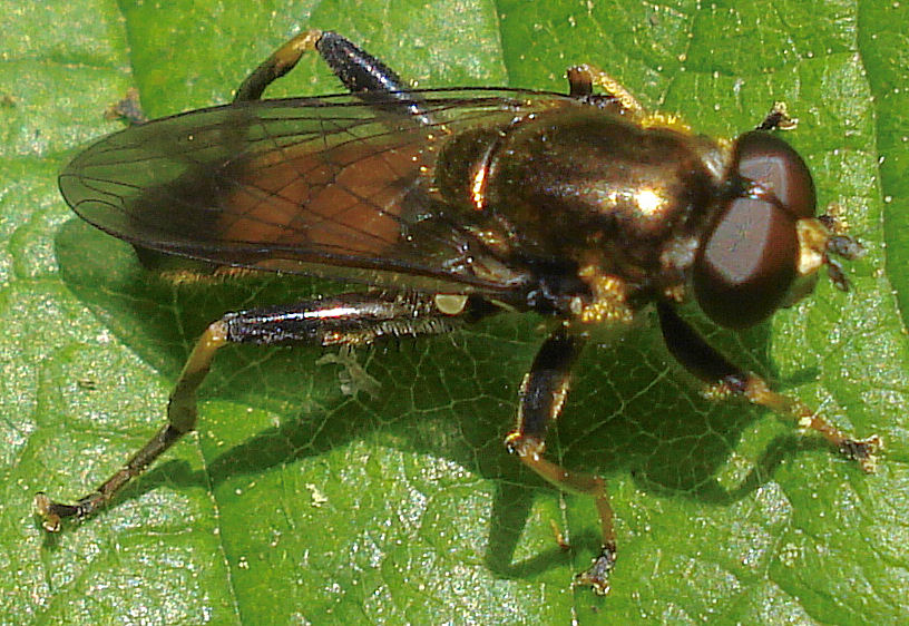 a large fly sitting on top of a green leaf