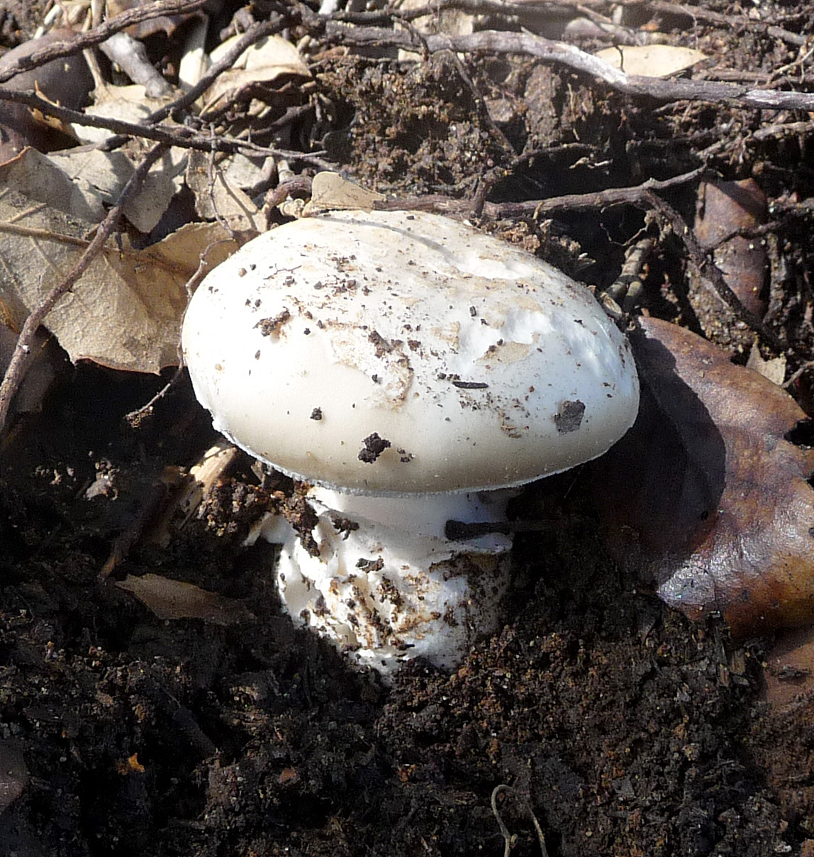 an old white mushroom growing in the dirt