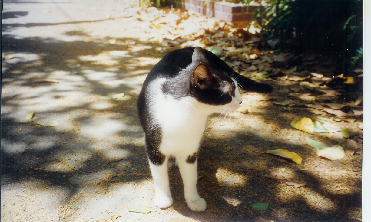 a white, black and gray cat is standing on the ground