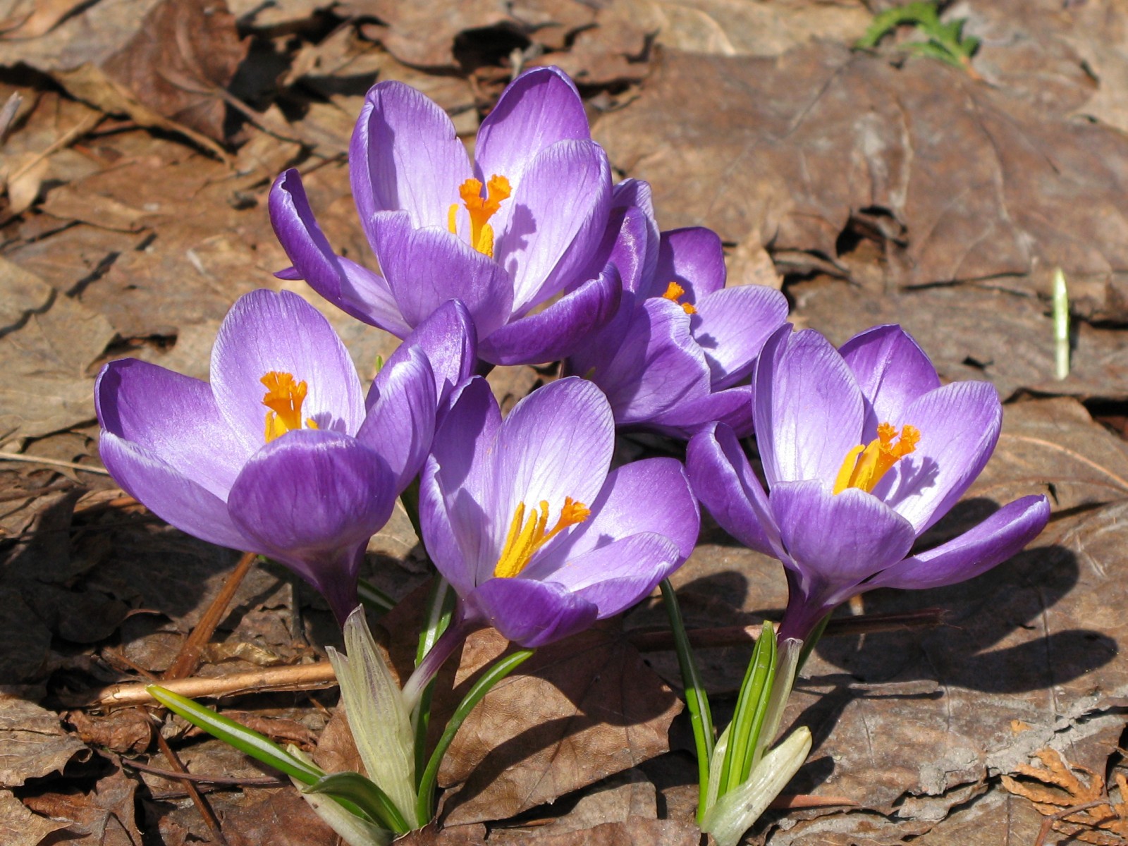 a close up of purple flowers near one another on the ground