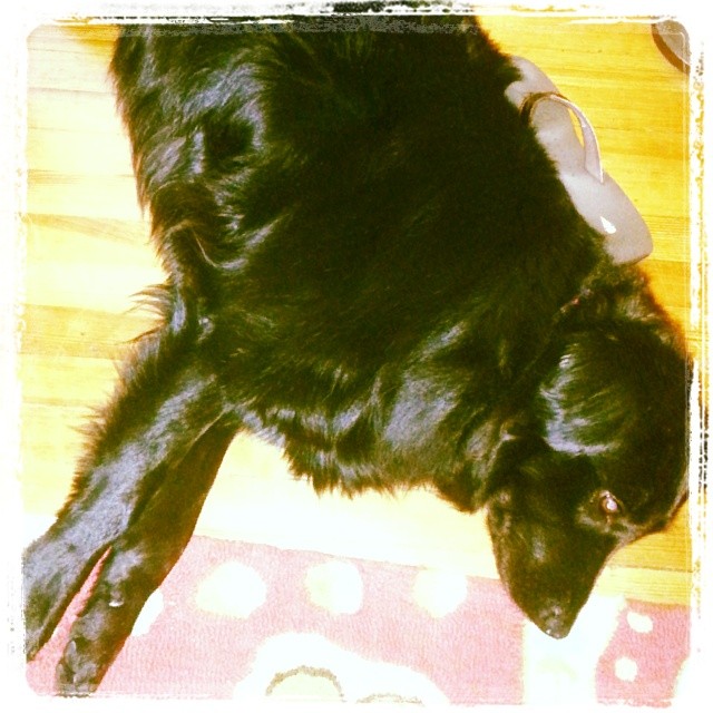 a black dog laying down on the floor