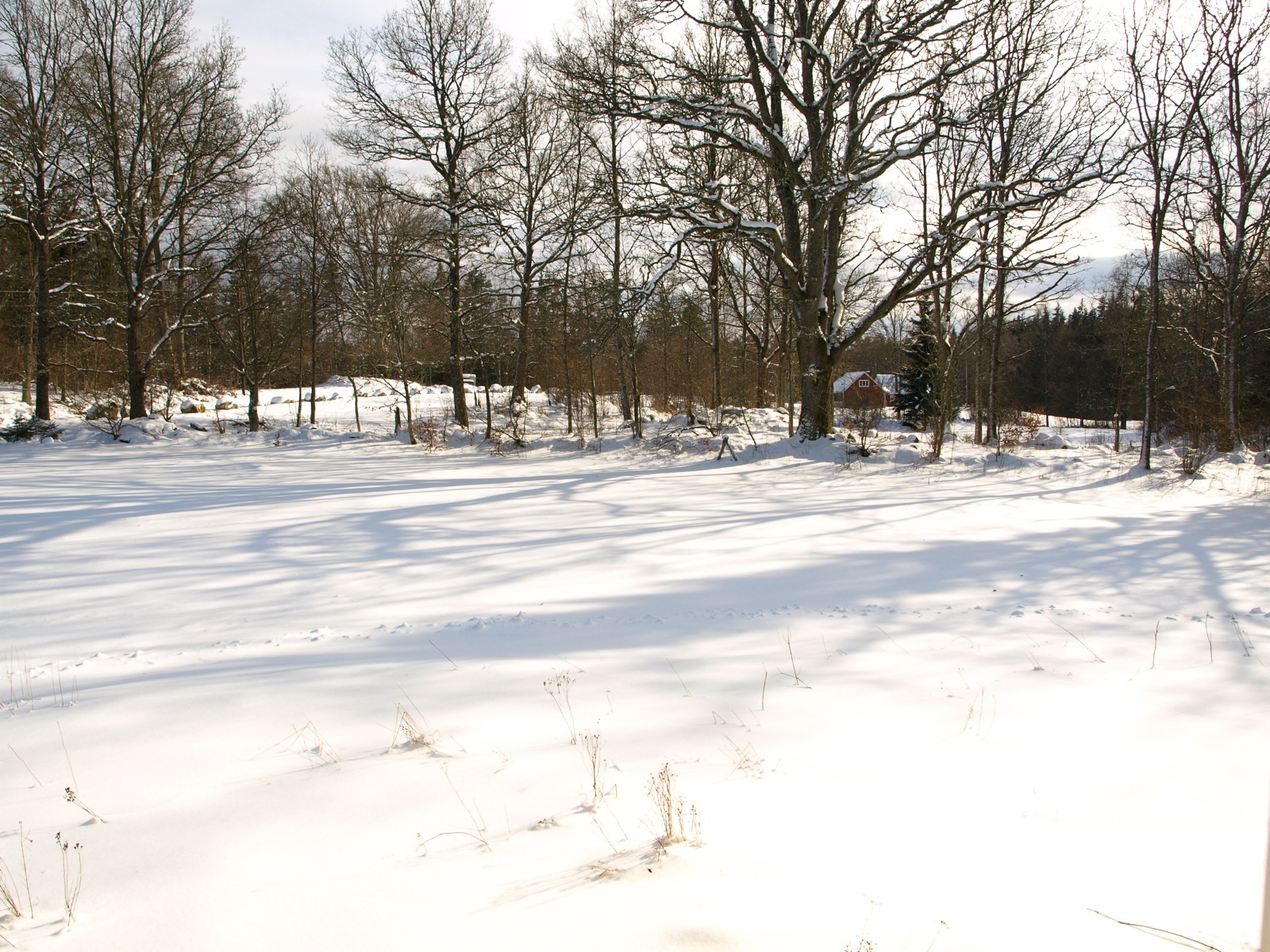 the snow is covering the ground in front of some trees