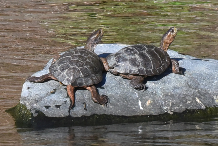 two little turtles sit on the rock above water