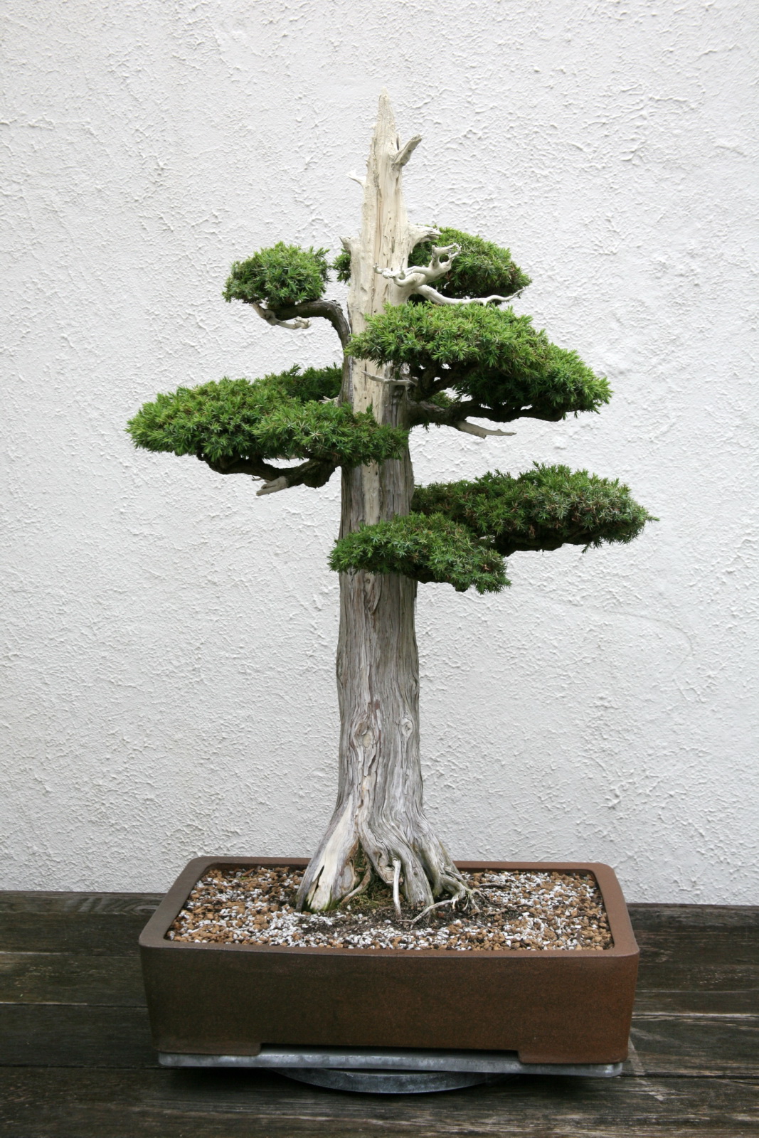 an image of a bonsai tree on display