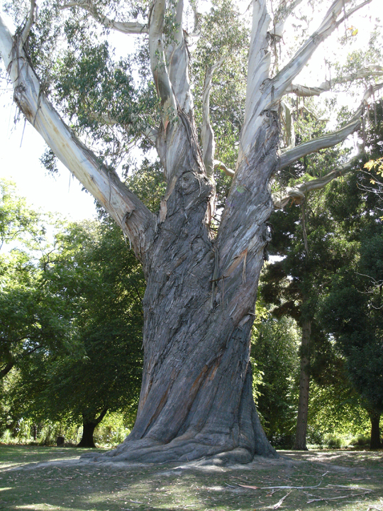 the large tree has many limbs attached to it