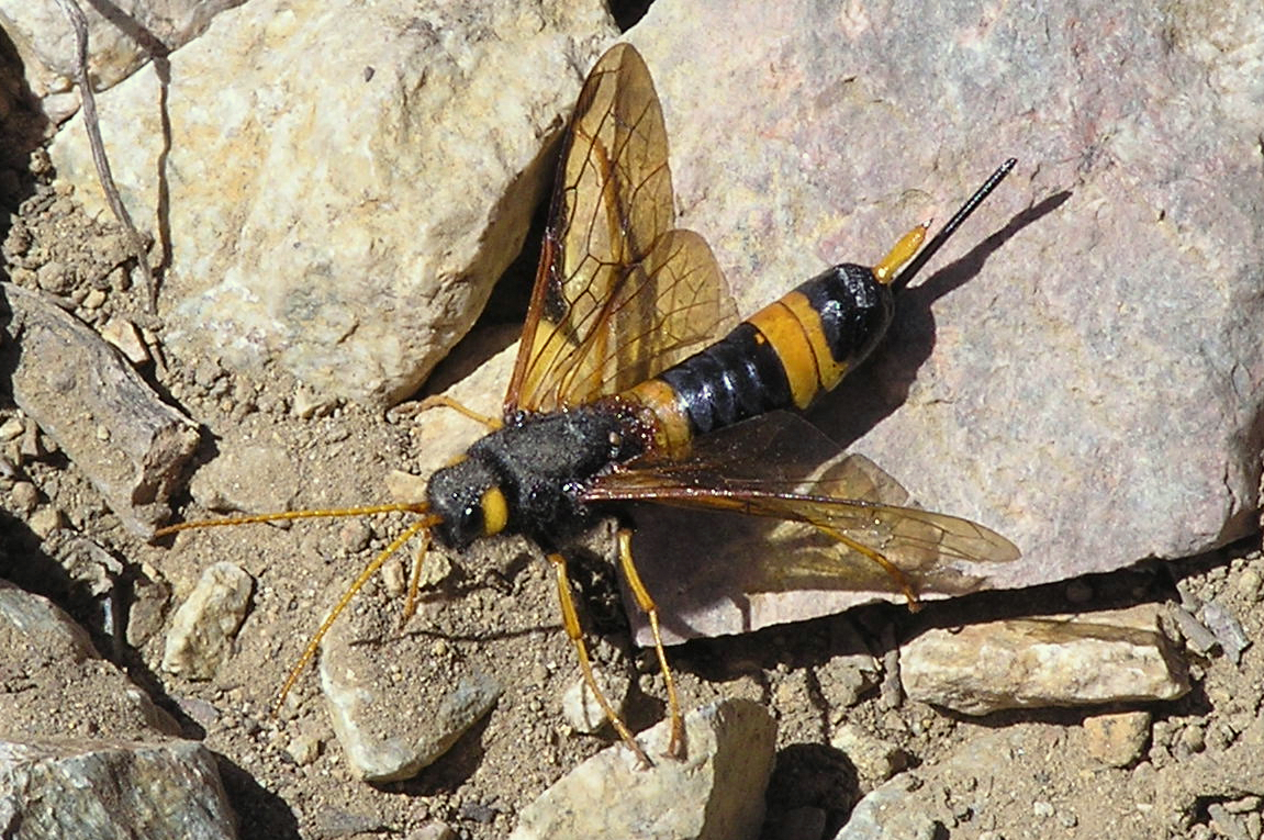 two yellow bugs are sitting on some rocks