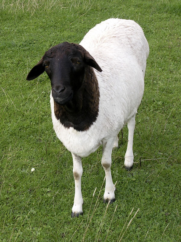 a black faced sheep standing on top of a grass field
