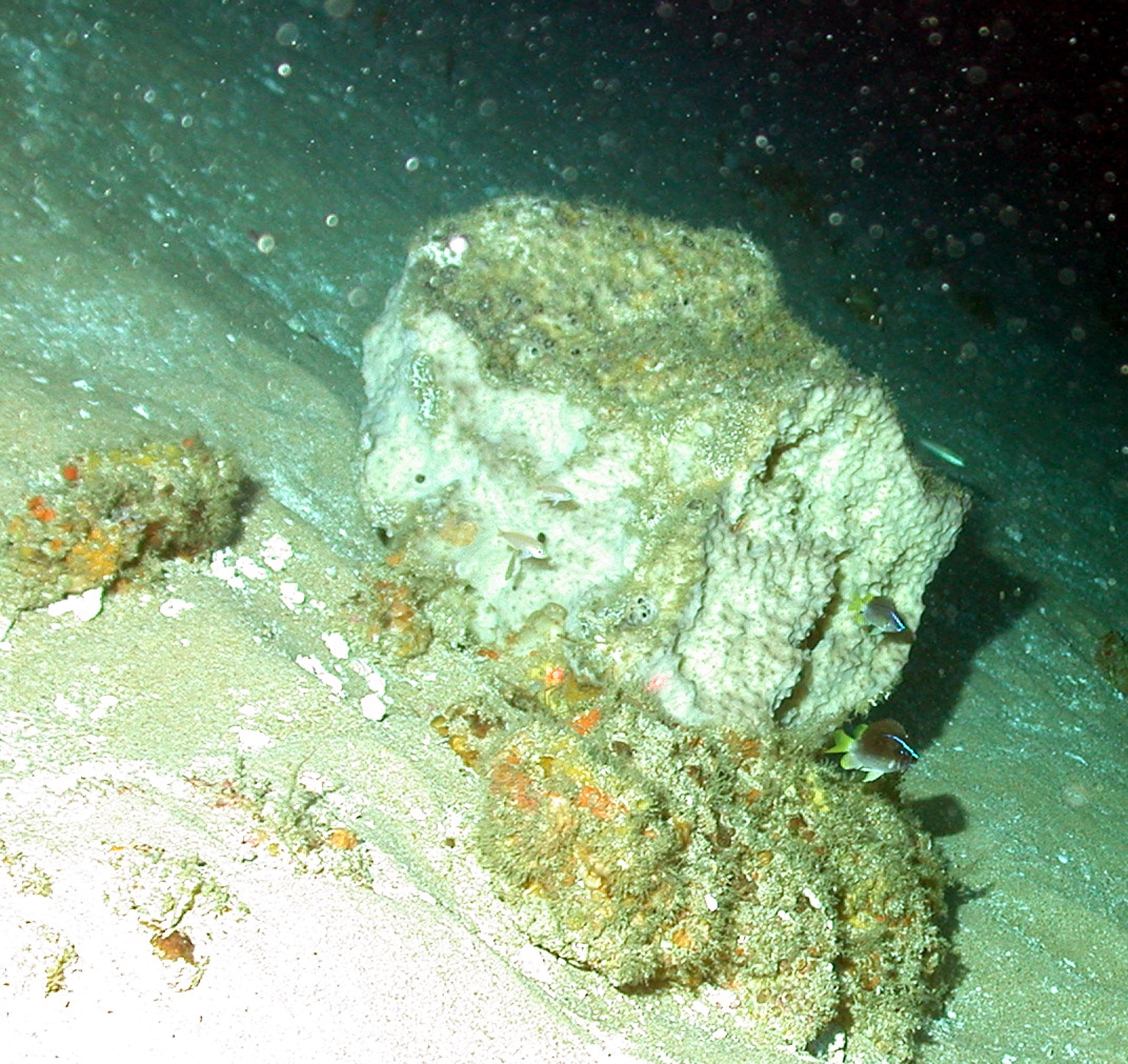 a bunch of seaweed and sponges on the sandy ground