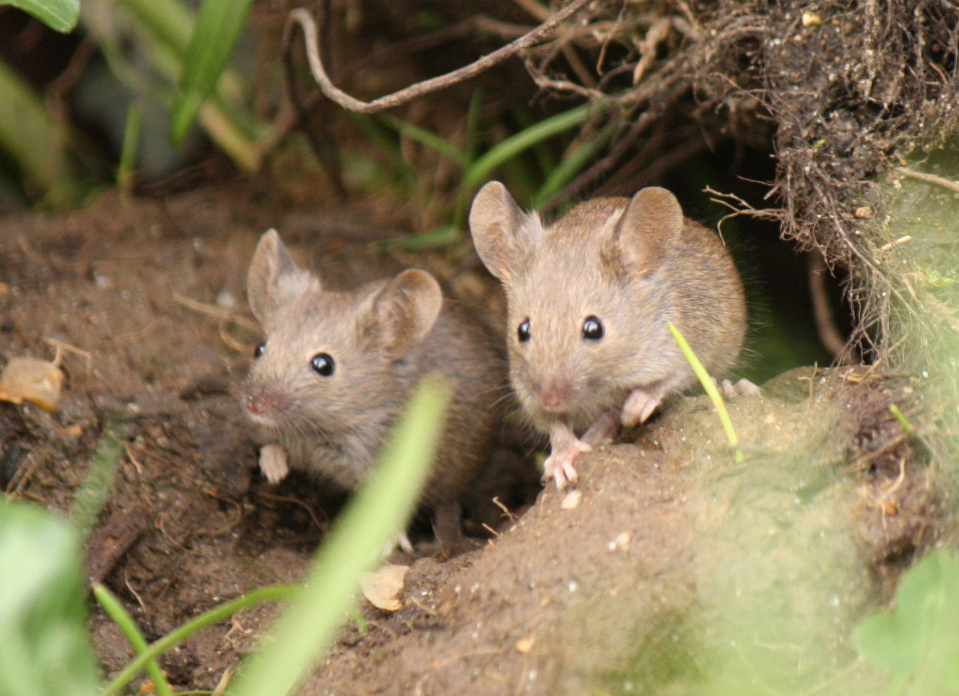 two mice are sitting in a bushy habitat