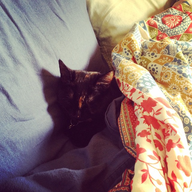 black cat sleeping under a blanket on a couch
