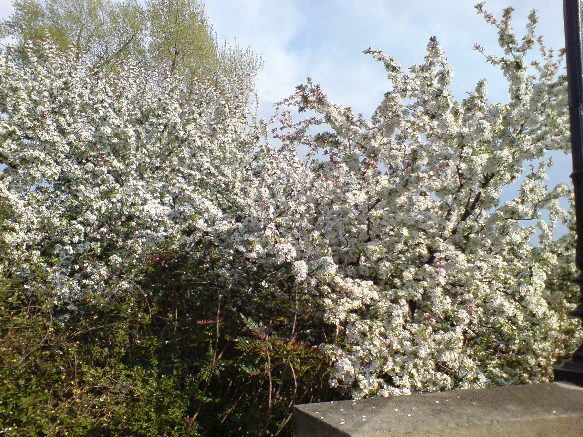 a flowering tree in an outdoor flower bed next to shrubs