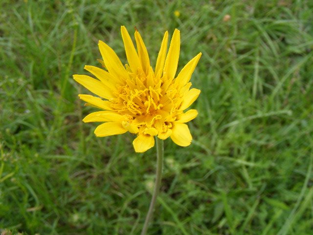 a bright yellow flower is in the middle of green grass