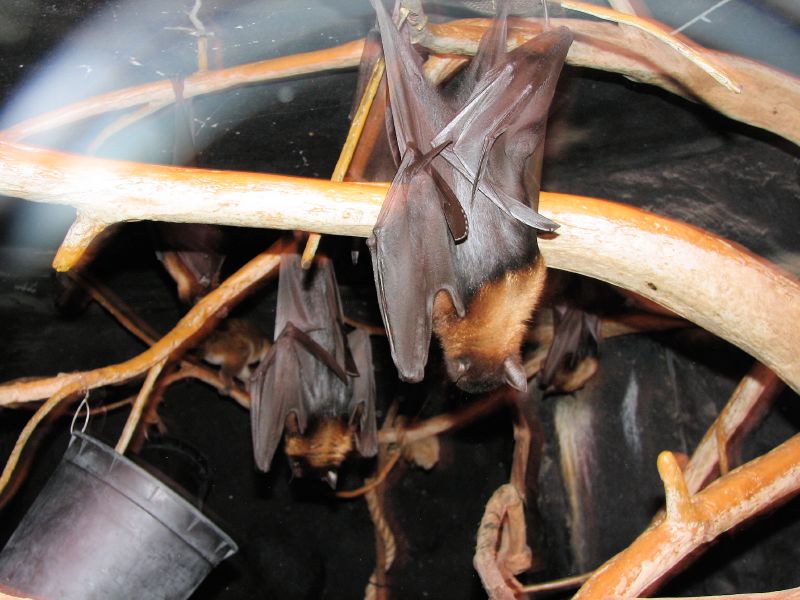 bats in the dark inside a basket of nches