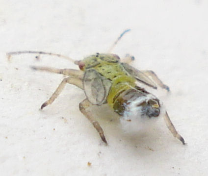 a large bug on some white sand