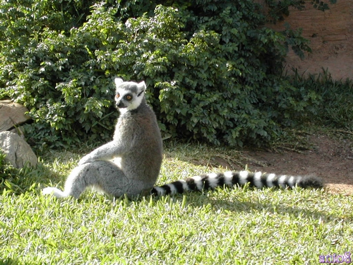 a ring tailed lemur on the grass in front of some bushes