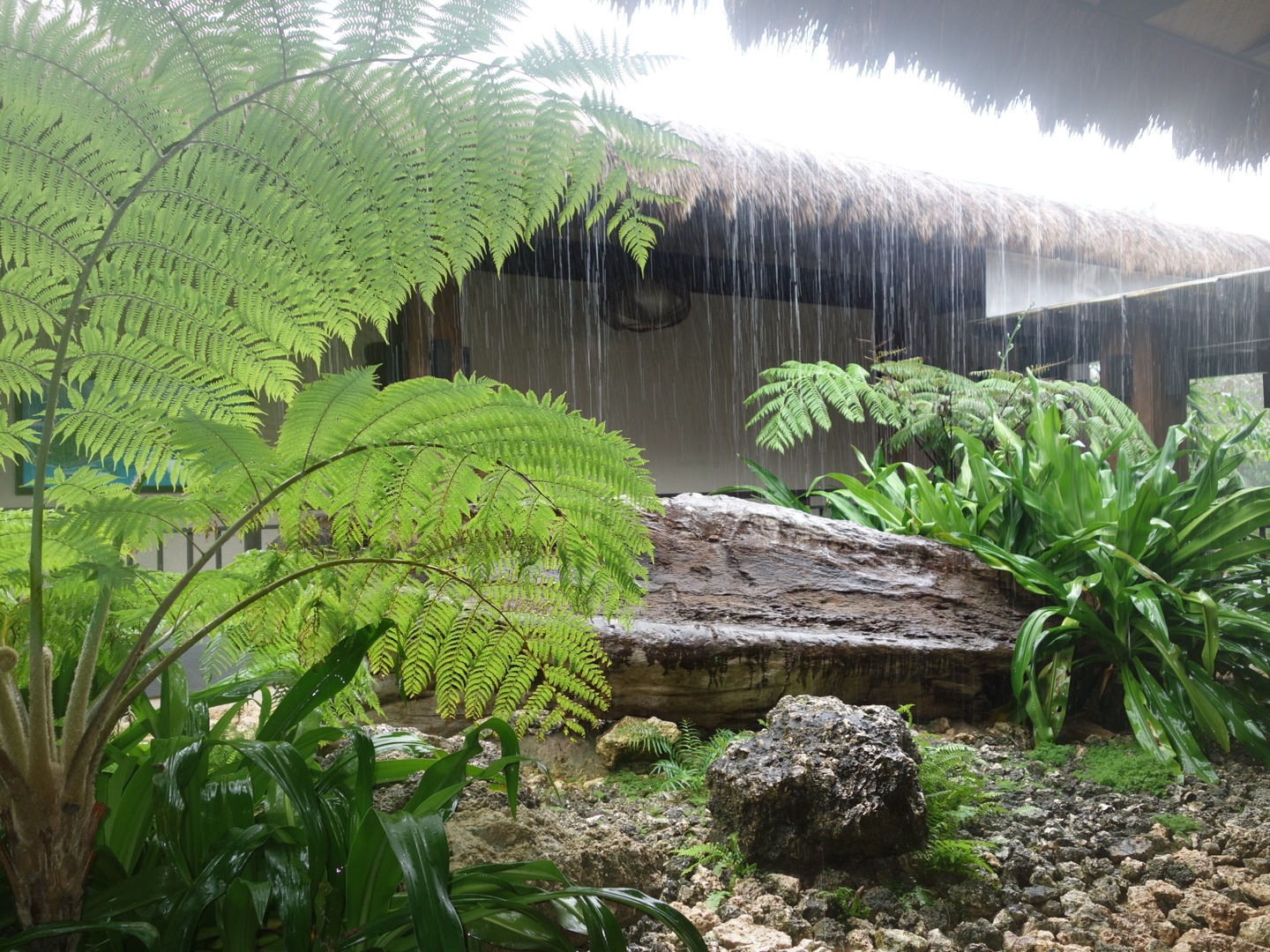 ferns near benches in a rain soaked area