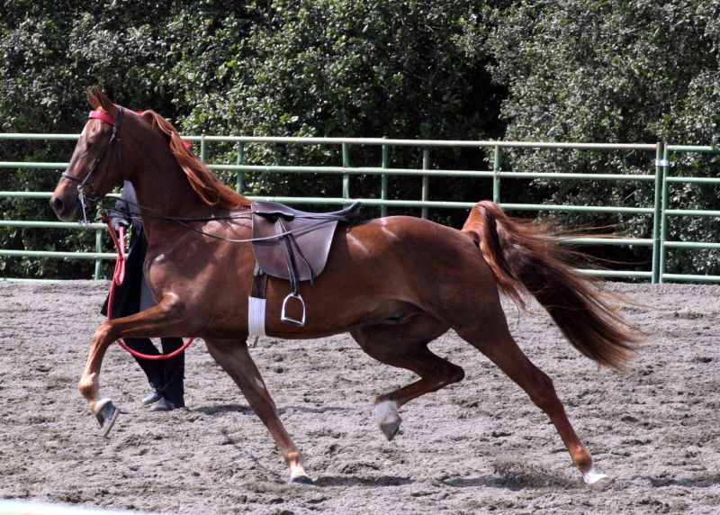 a person wearing a bridle and riding a brown horse