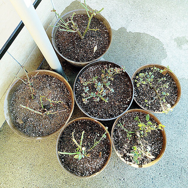 a set of five buckets with plants growing from them