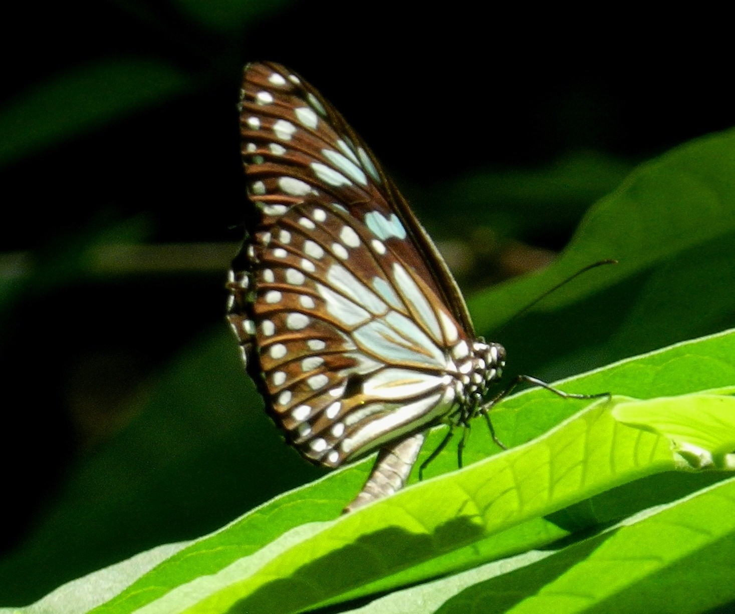 an image of a erfly that is perched on a plant