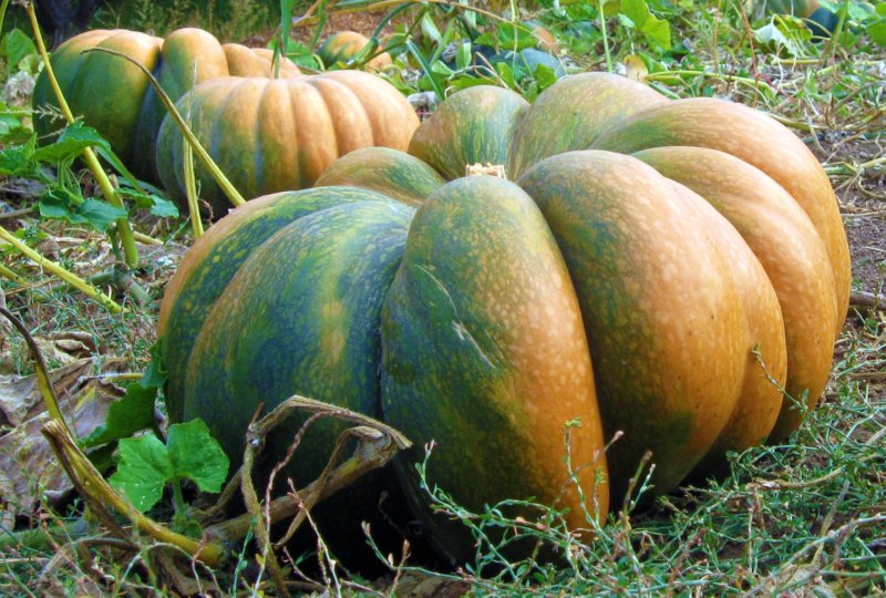 the large pumpkins are ripening in the garden