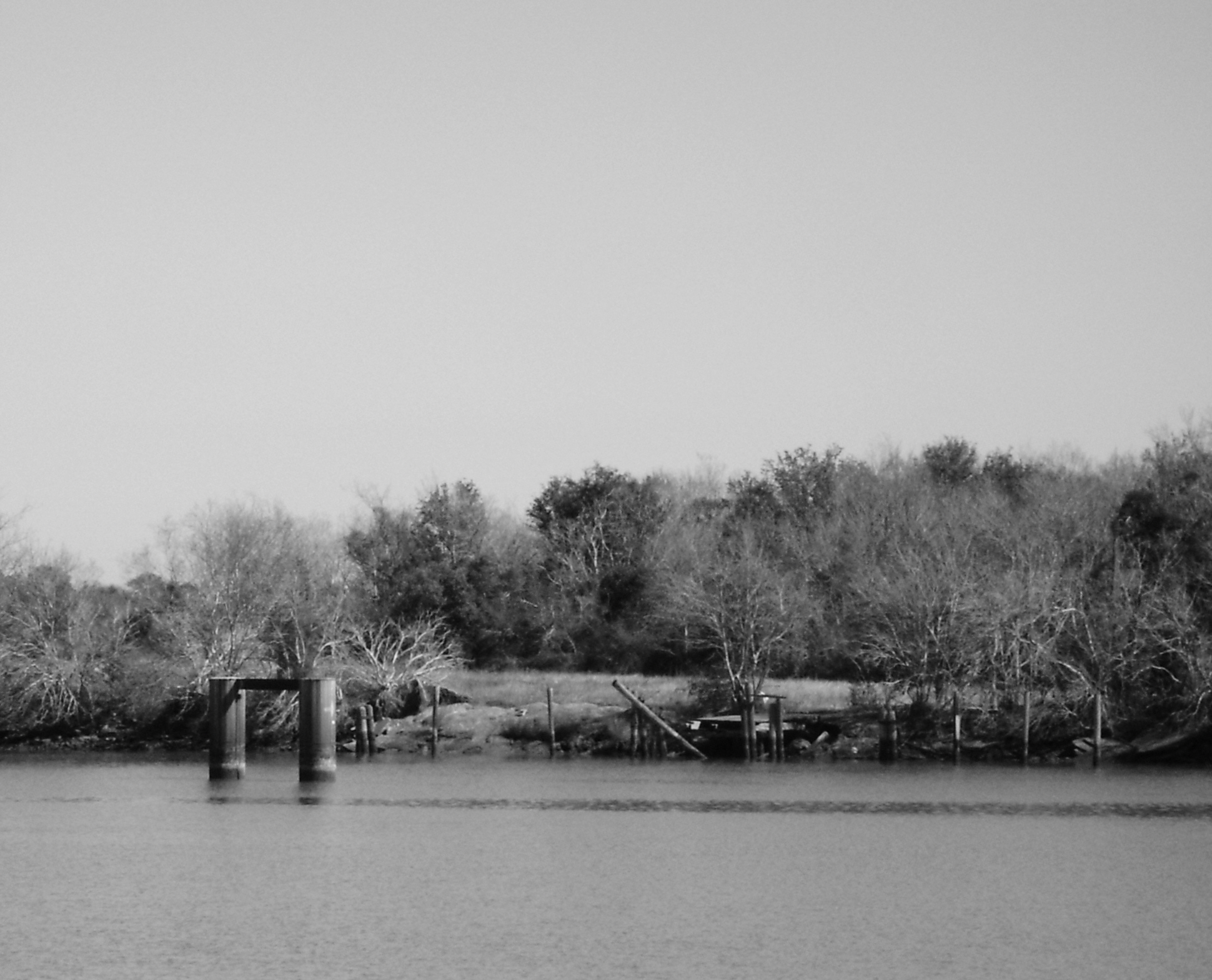 black and white pograph of the trees that are on the edge of a body of water