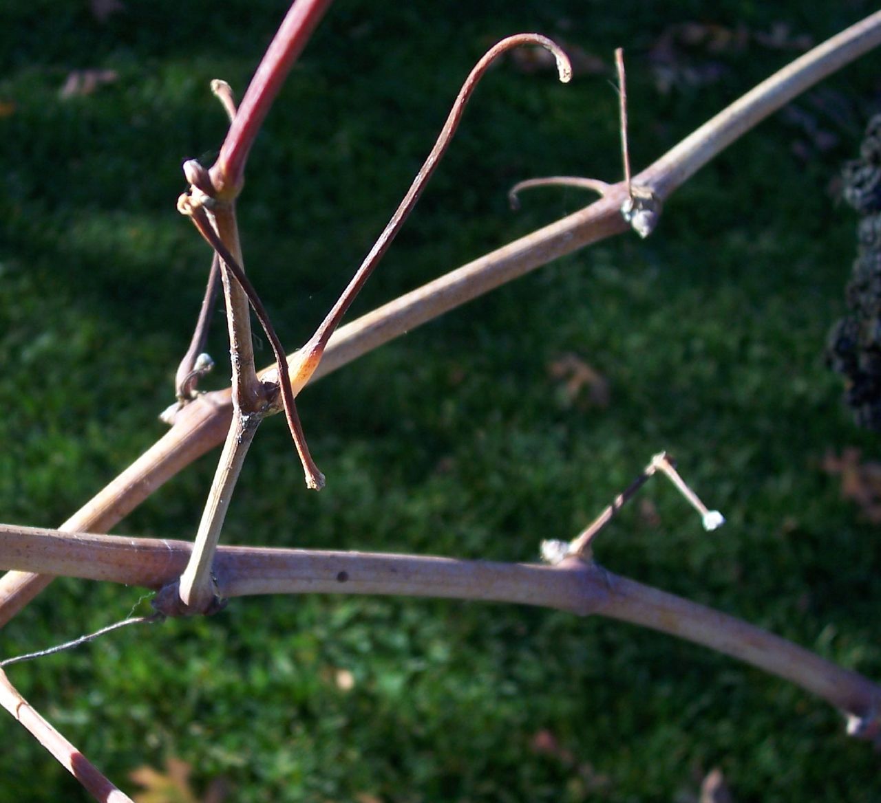 a twig with multiple nches and thin buds