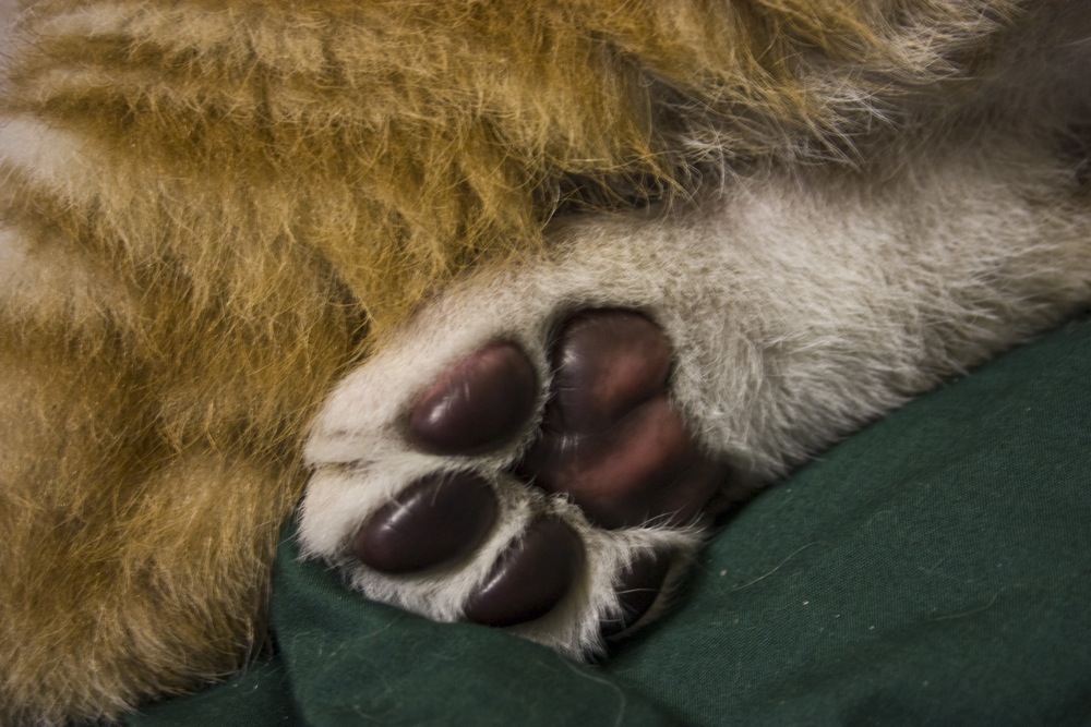 a close up of the claw and foot of an animal