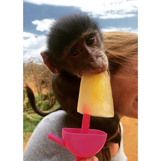 a monkey with a cone in its mouth eats a piece of popsicle