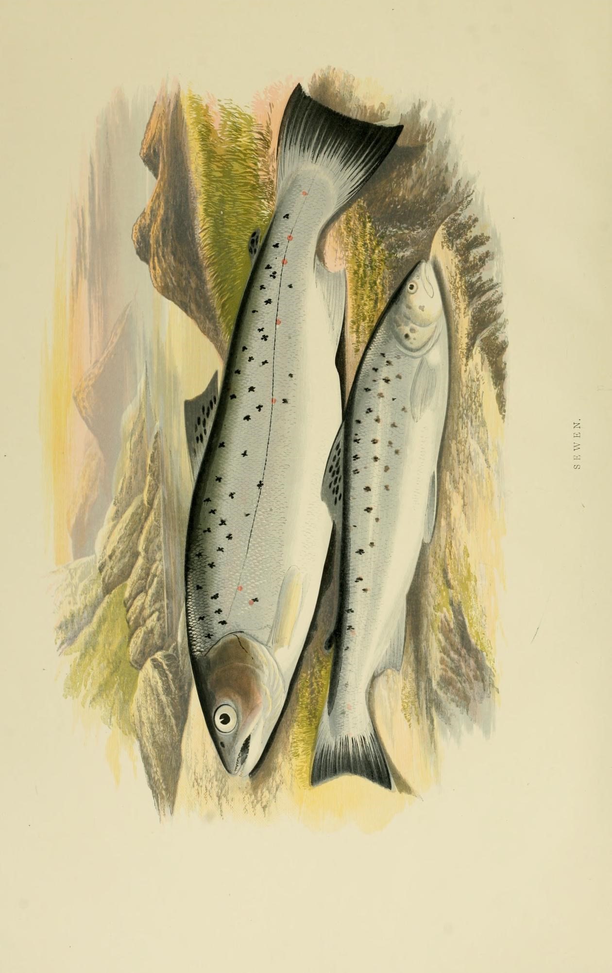 a drawing of two fish sitting side by side