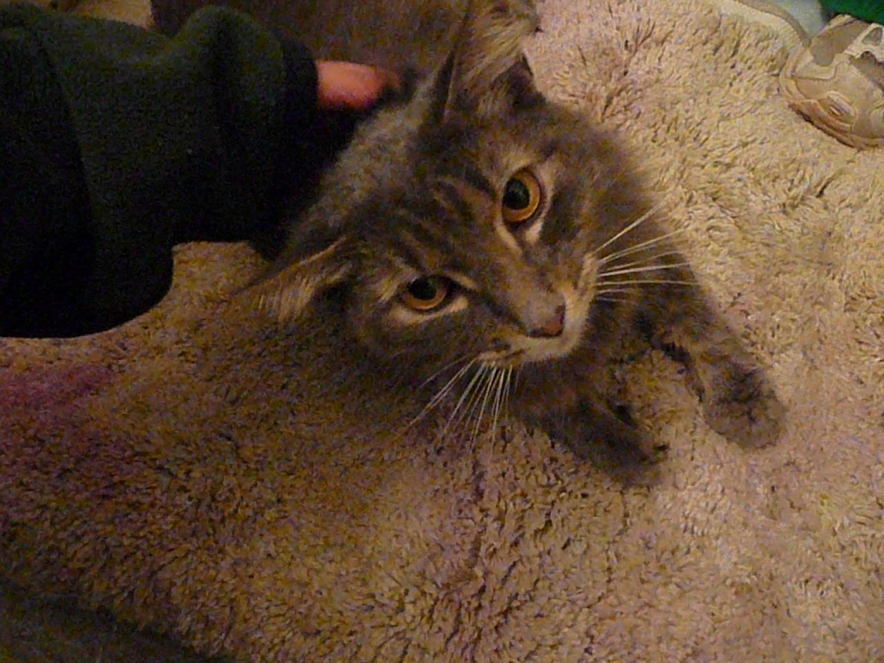 cat being pet by human and sitting on carpet