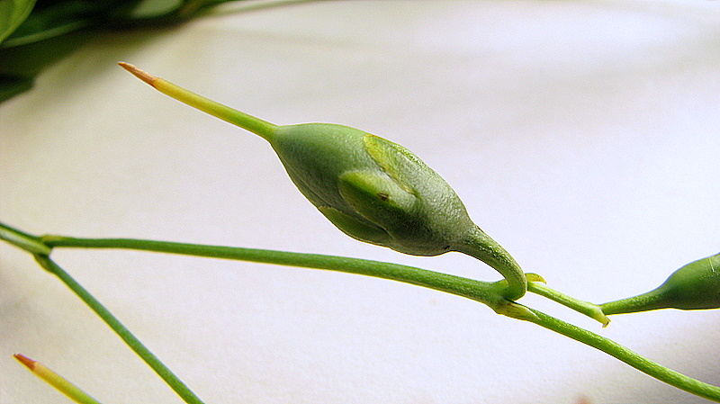 a flower bud is budding on the end of a long stem