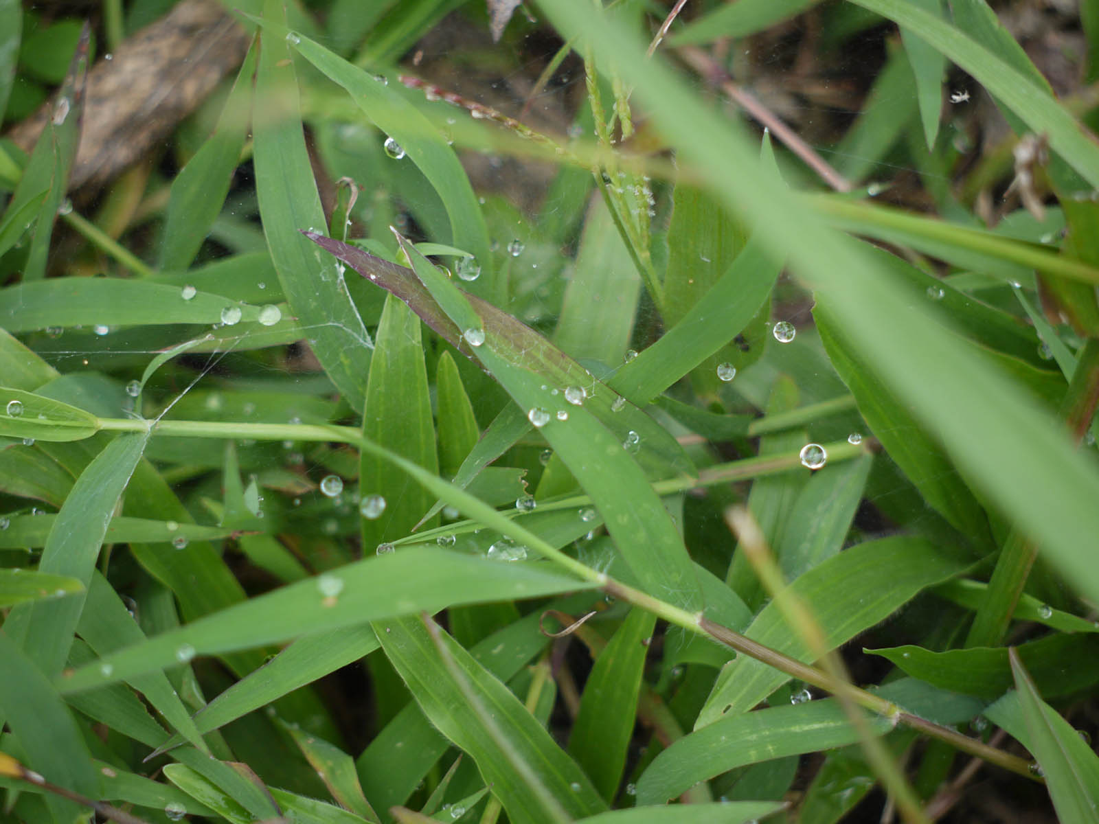 close up of drops of water on a grass