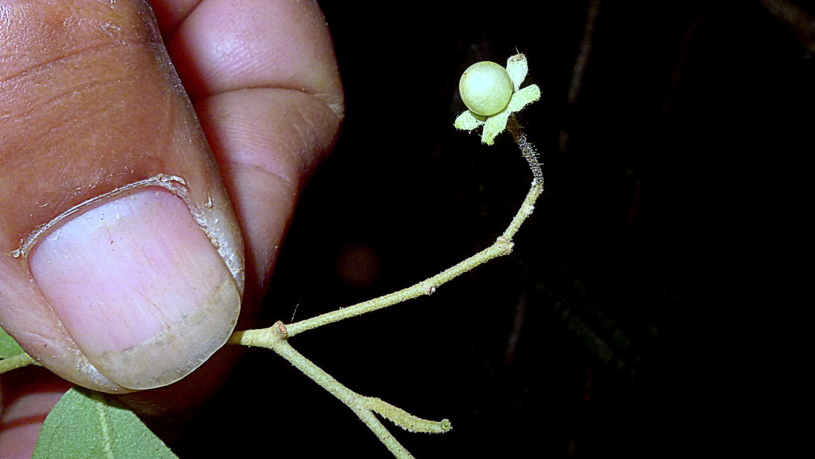 a tiny yellow flower with leaves on it