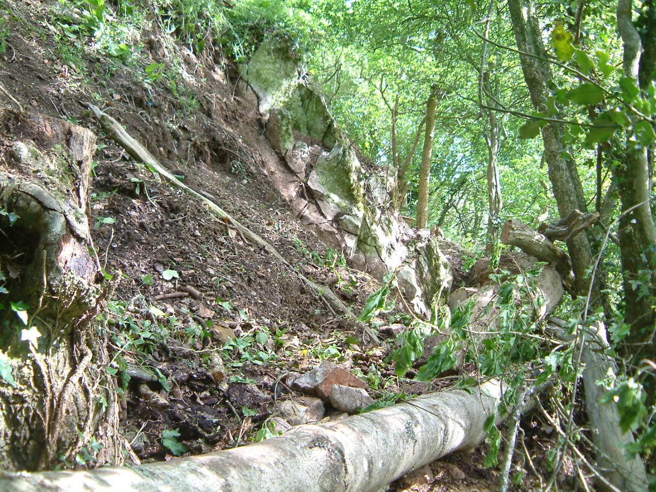 a large log near a grassy slope in the woods