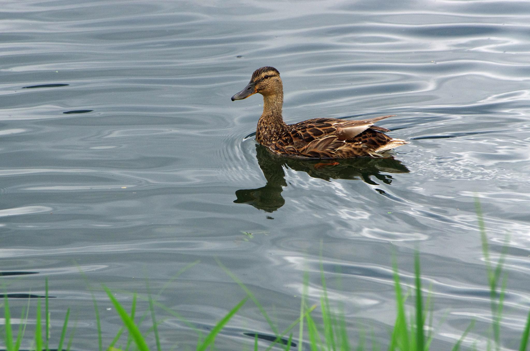a duck swimming on top of the water