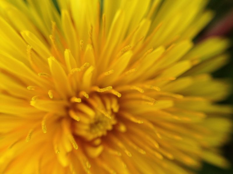 a close up image of a yellow flower