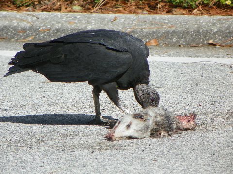 a black bird pecking at a dead mouse on the ground