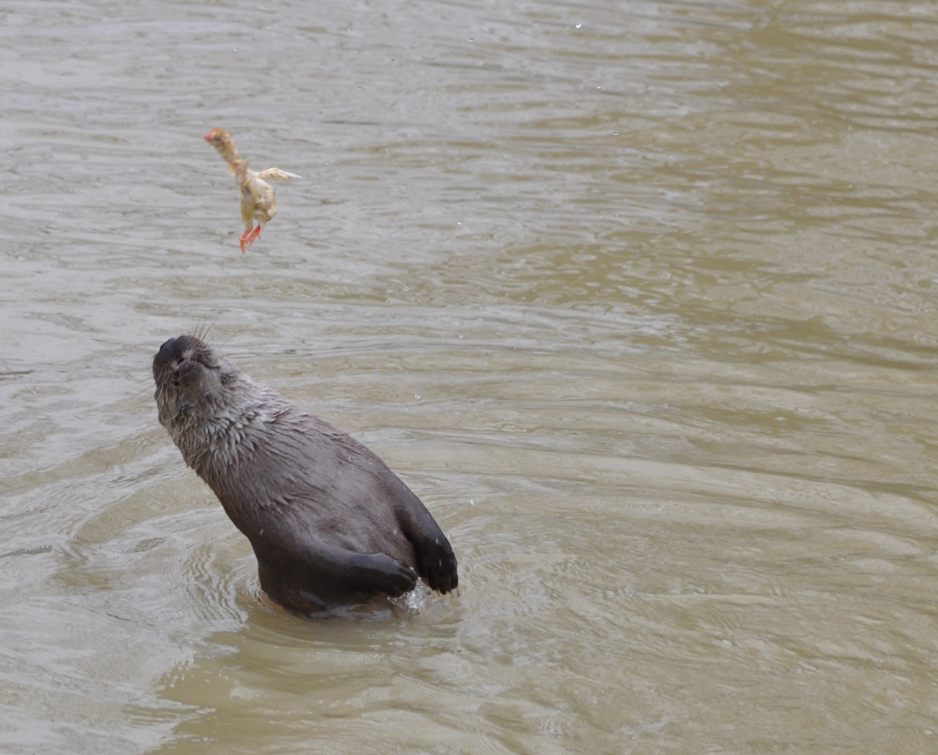 a sea otter wading in water next to another animal