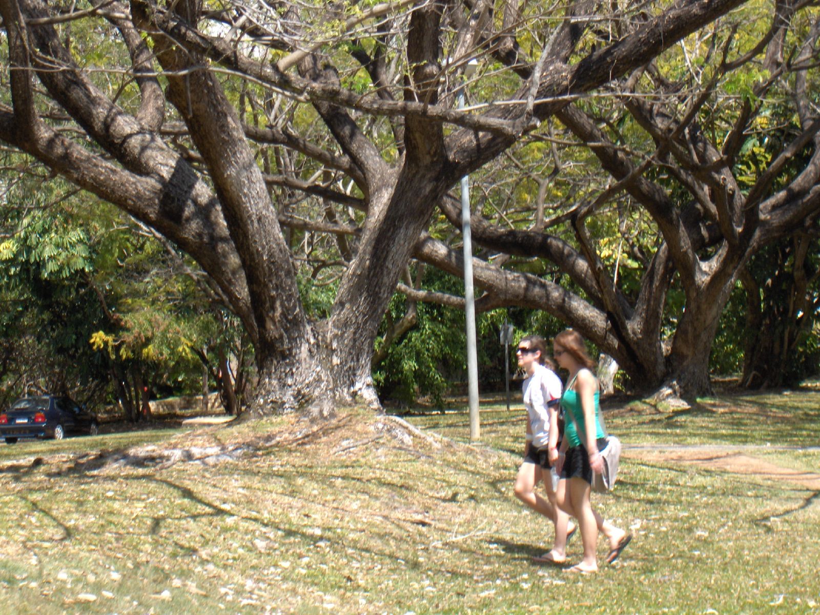 two people are walking next to a tree and one is using a cellphone