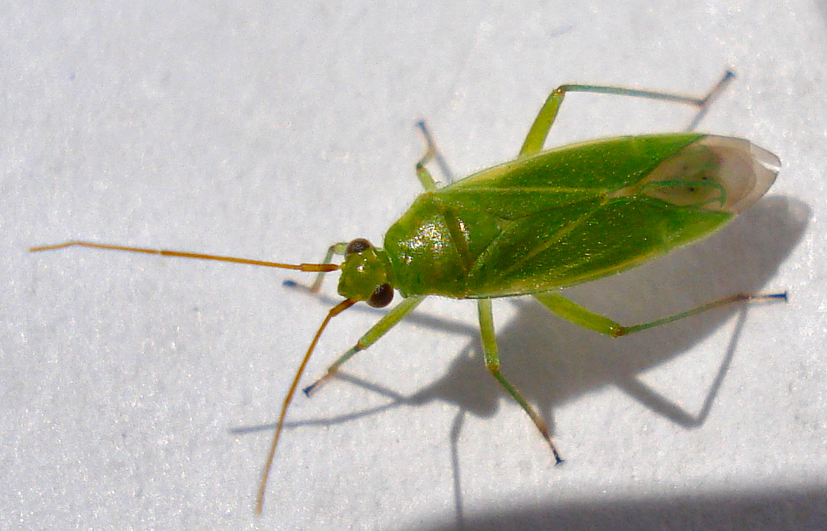 a green bug with long antennae is walking across the ground