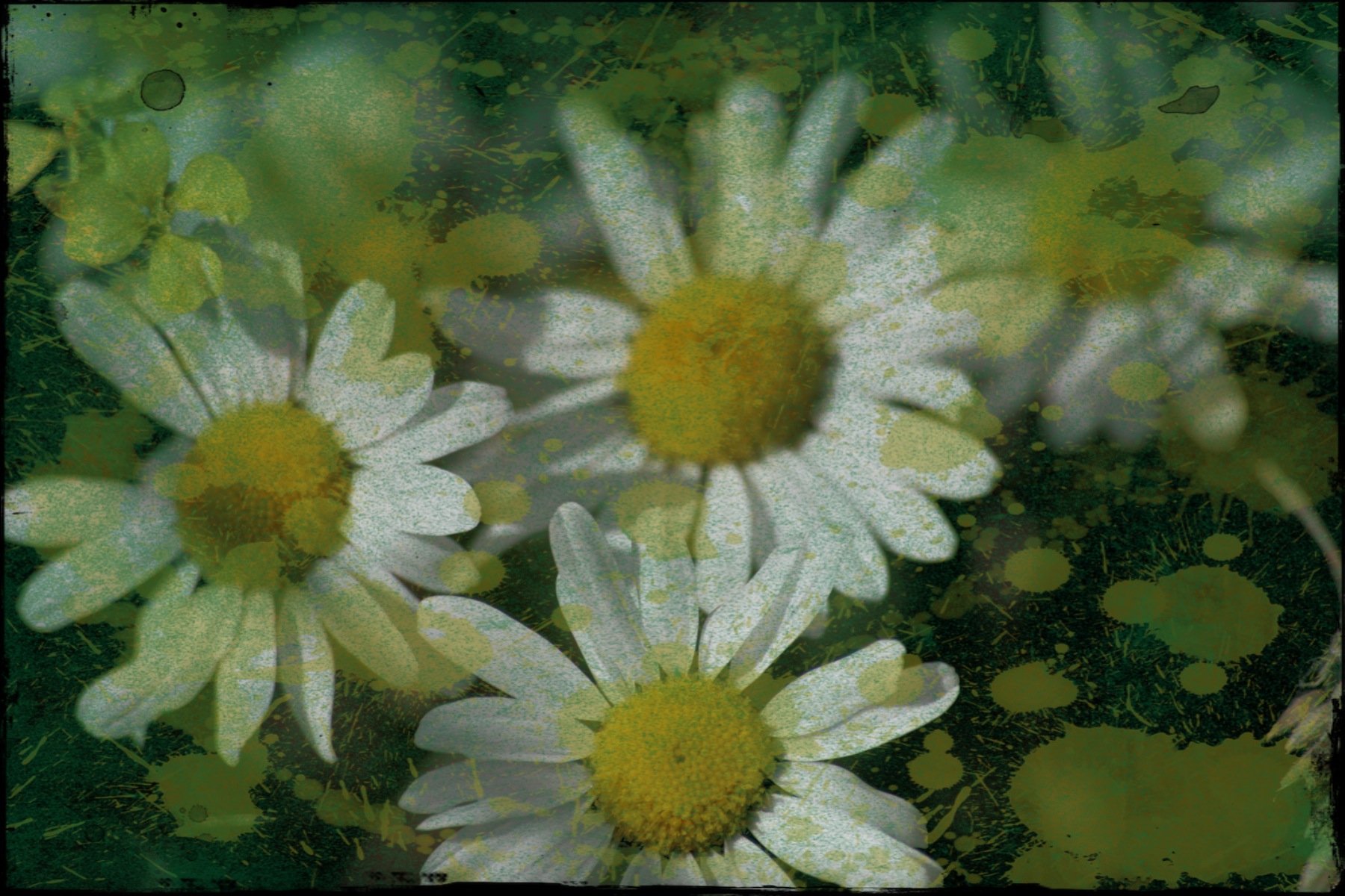 daisies are displayed in a picture with the colors