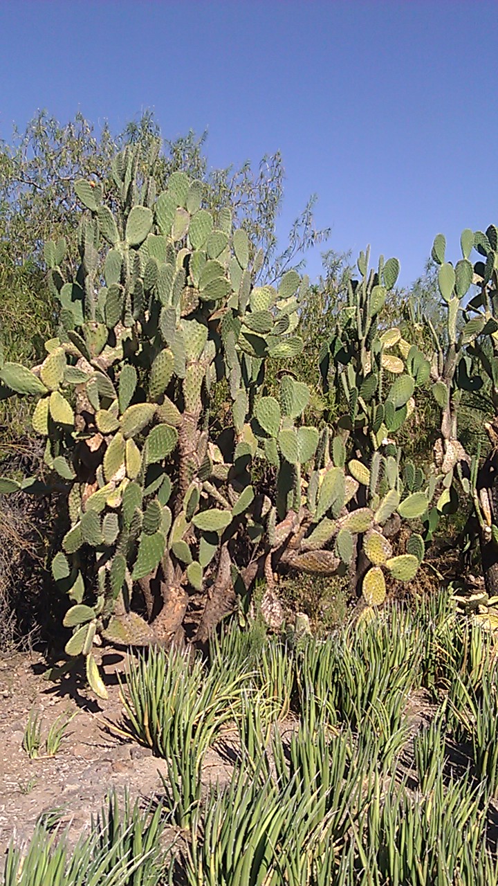 several green plant like animals standing around