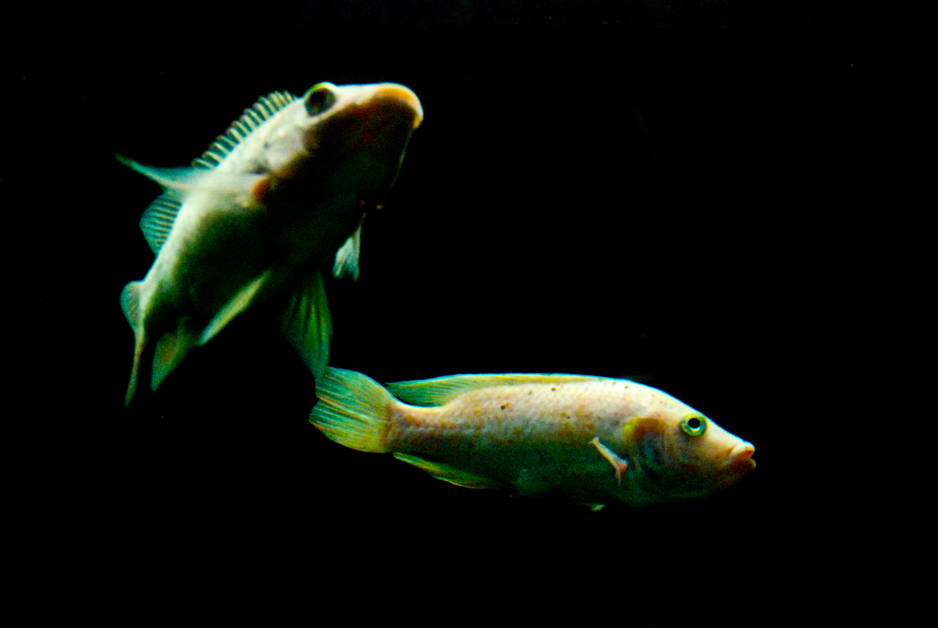 two fish in an aquarium looking at each other