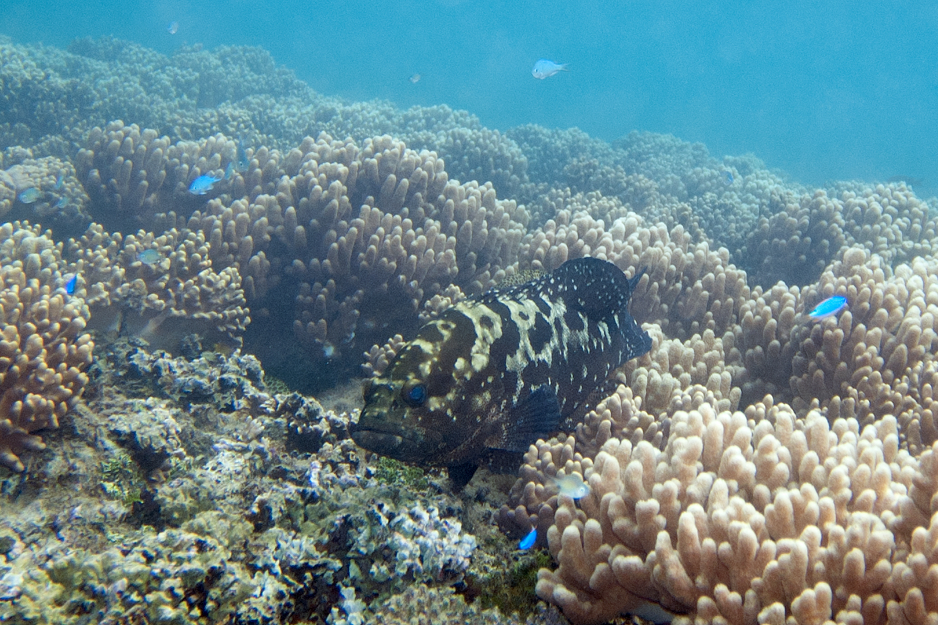 black and white fish swimming above an ocean floor