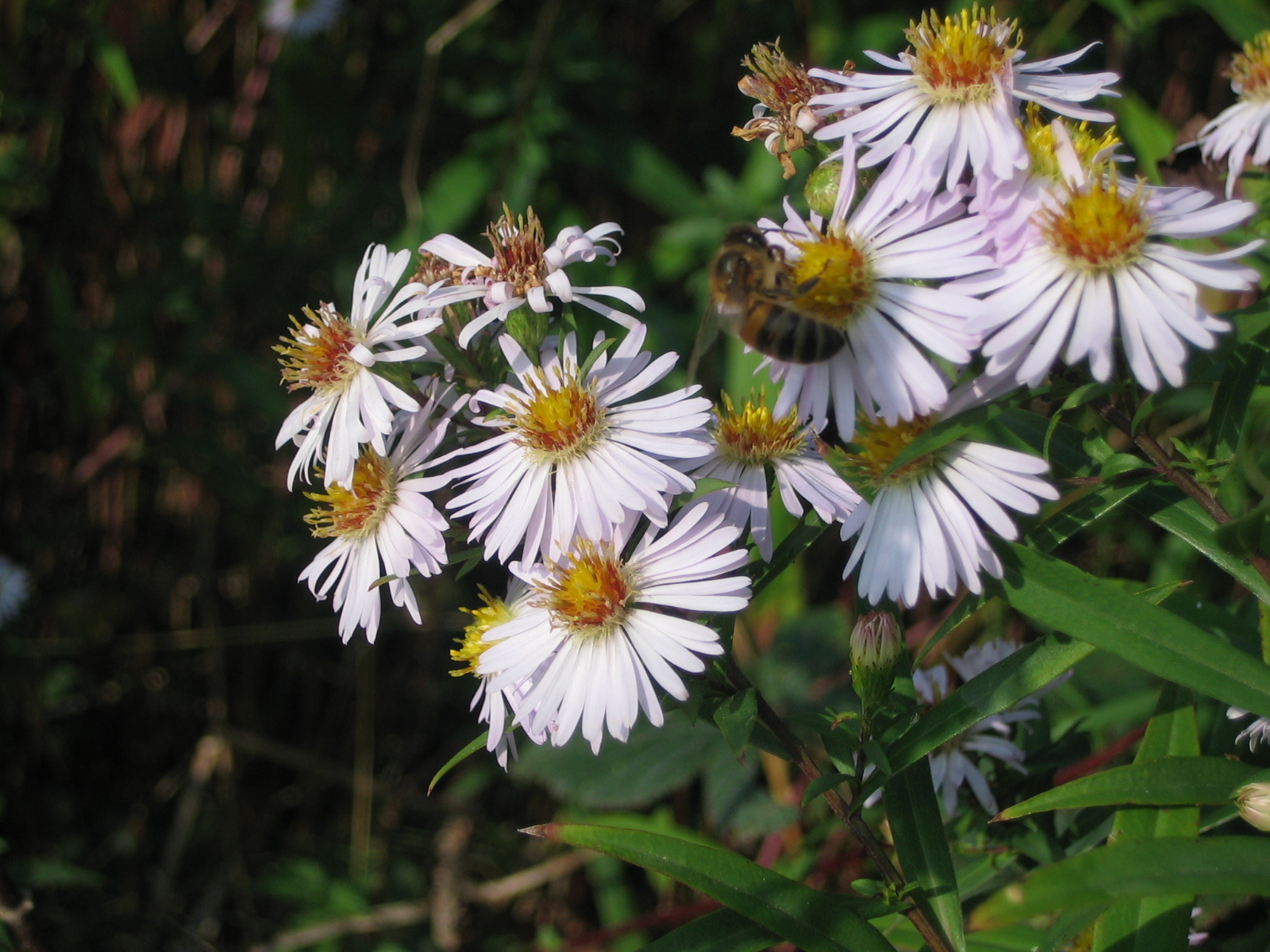 some very pretty flowers that are next to each other