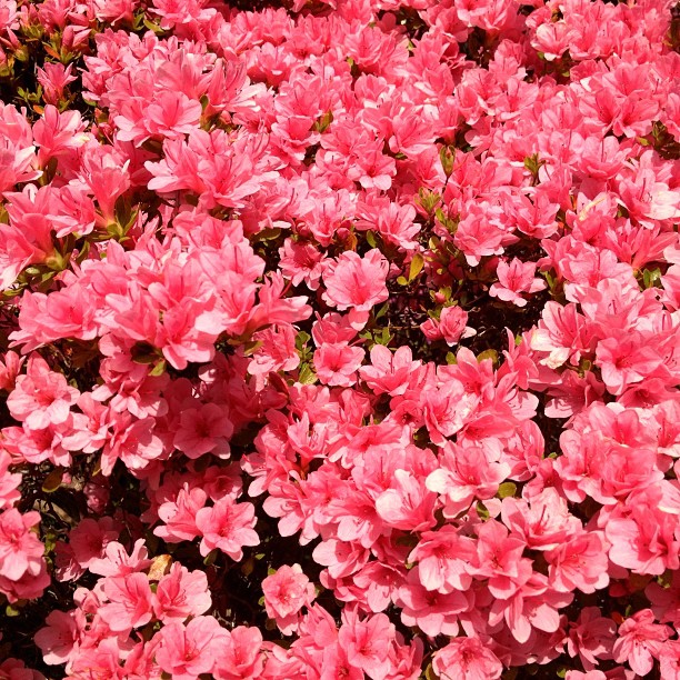 pink flowers are blooming in the sun
