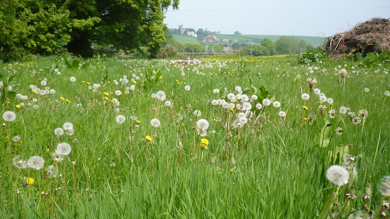 a field full of green grass and dandelions