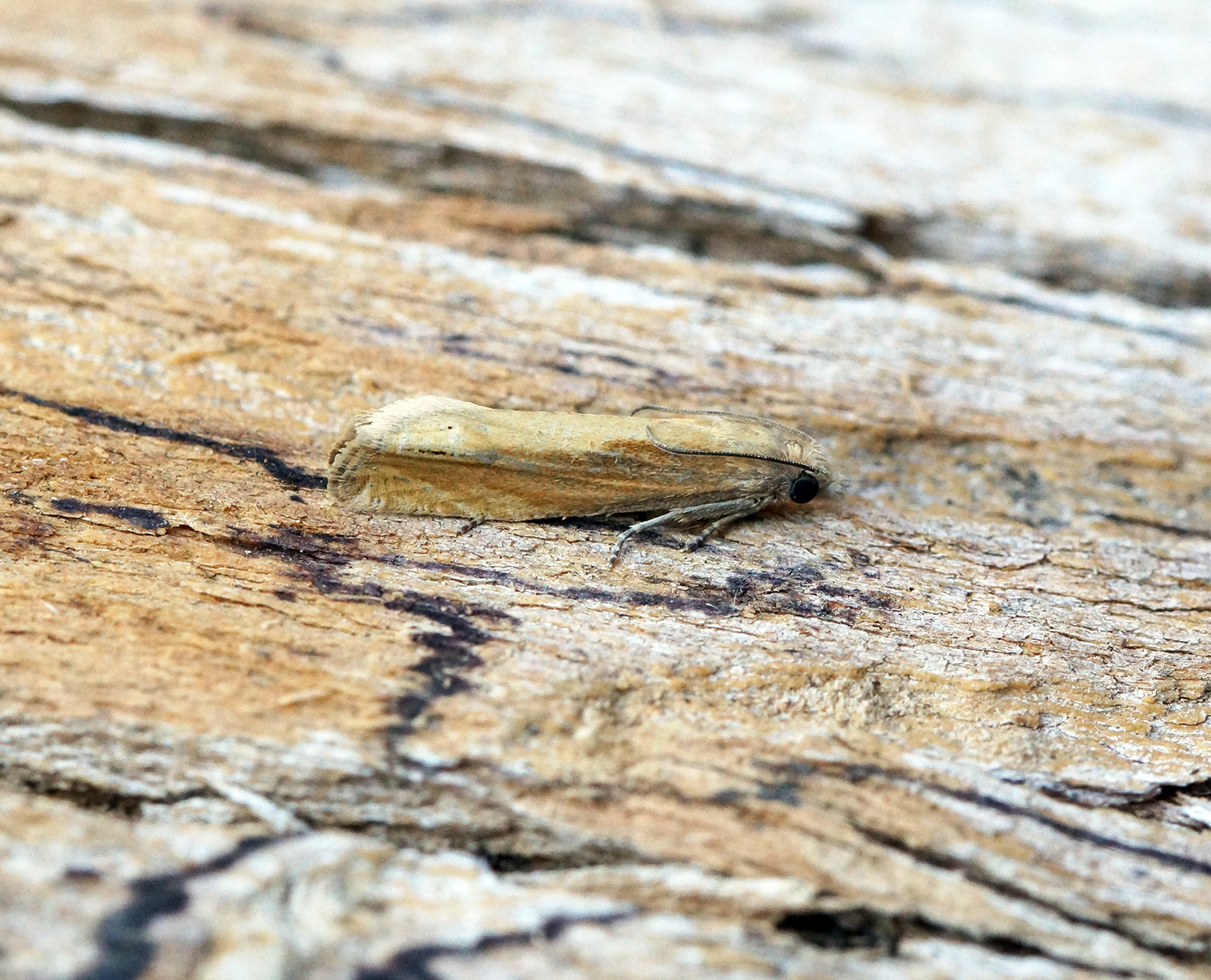 a small insect is sitting on top of a wood slab